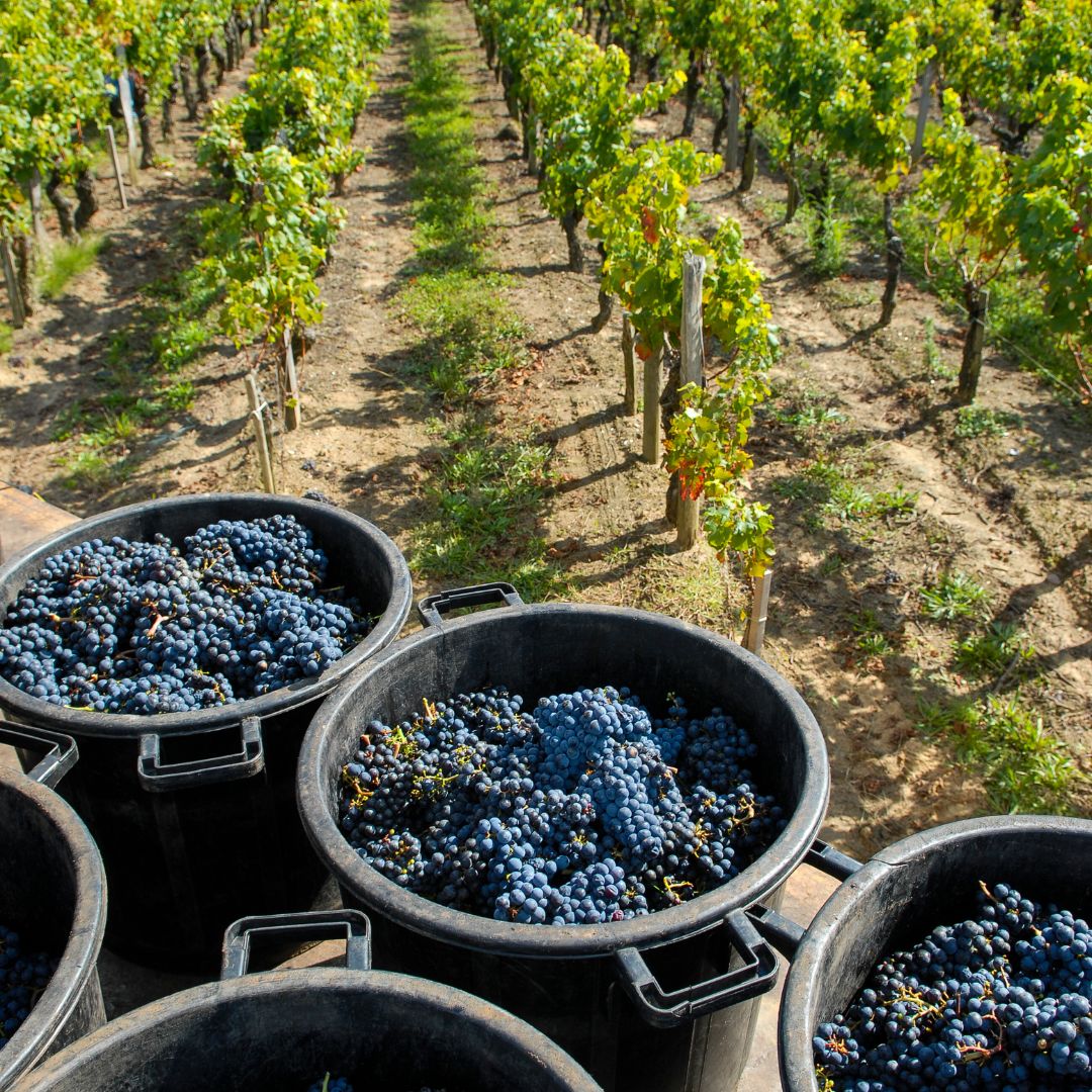 grapes in bulk containers during harvesting